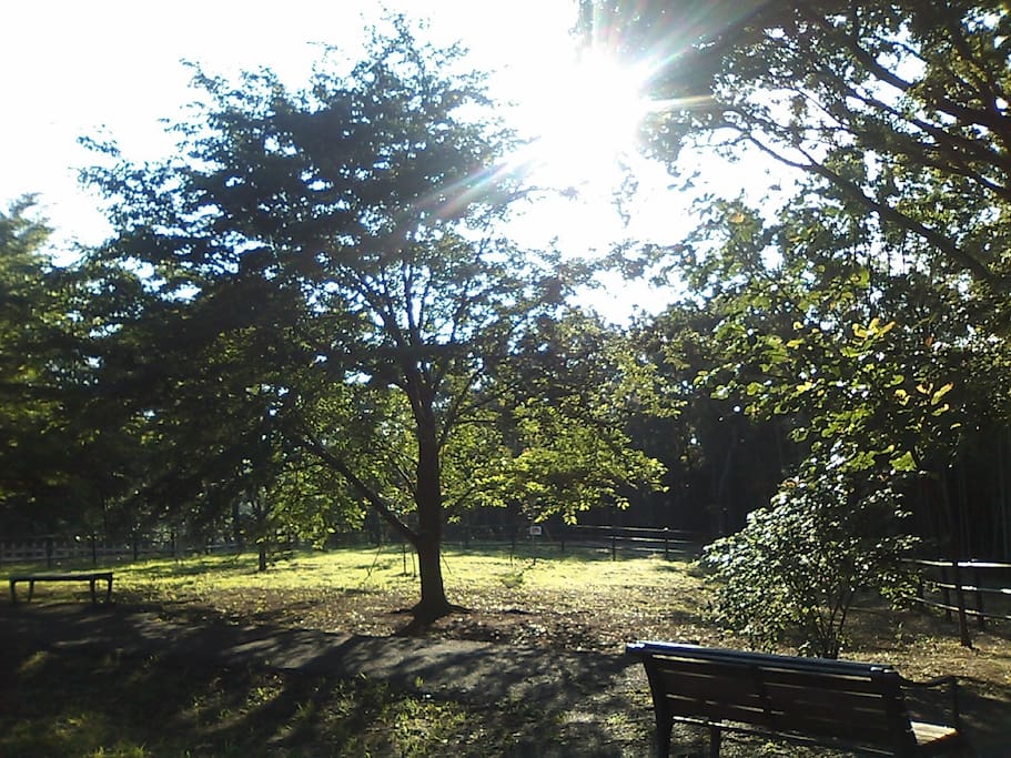 HIYOSHI hill park in summer