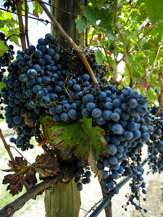 Show full-screen, host-provided image