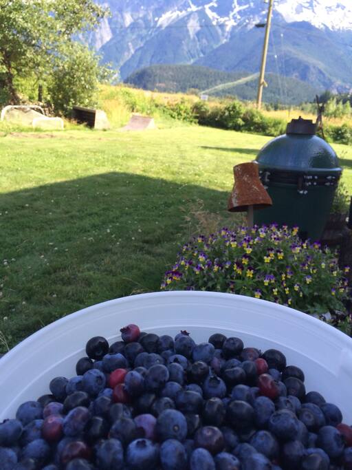 Our own blueberries