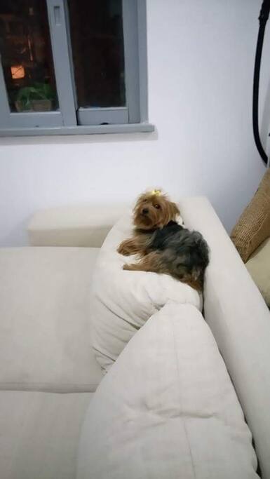 Sofá com Chase.