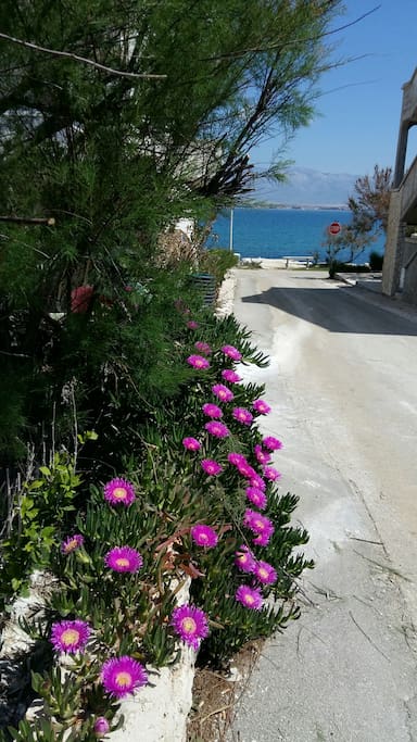 Od cvijeta do plaže 25m