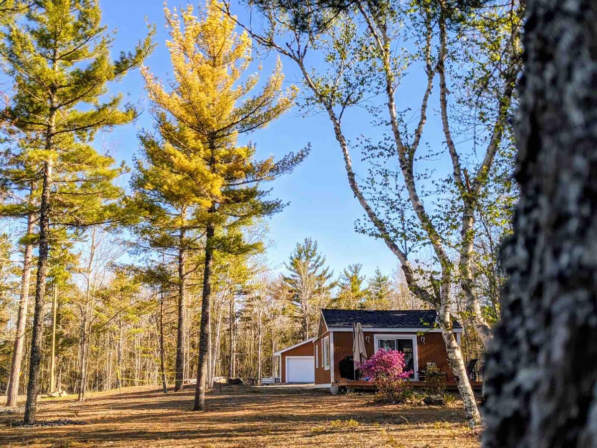 A waterfront cabin is nestled among tall trees, with vibrant pink flowers blooming at its front. The clear blue sky enhances the tranquil outdoor setting, while the sun casts dappled light through the branches, creating a serene atmosphere.