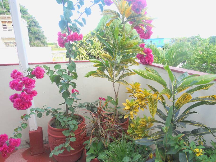 Terraza