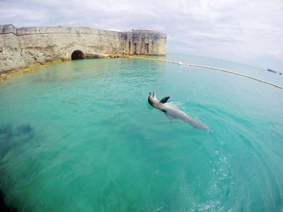 Dolphinquest here in the Dockyard! Come see and swim with the dolphins