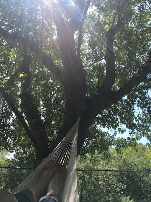 Front yard hammock.