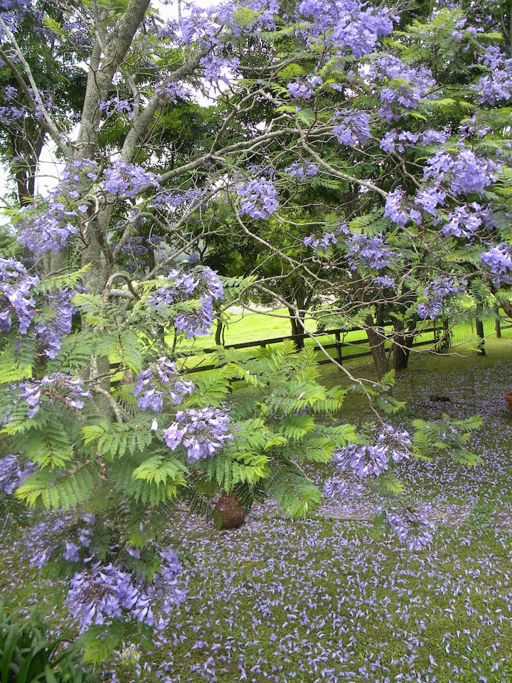 The Nest Cottage on the Shoalhaven River