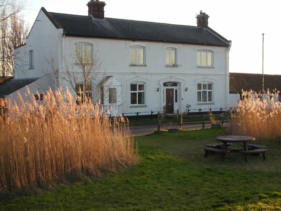 Golden winter reeds