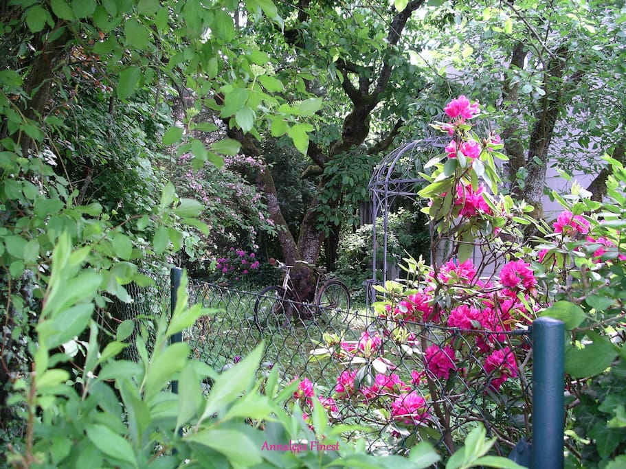View from my garden into the neighbor's garden...you'll see more from mine when you click...