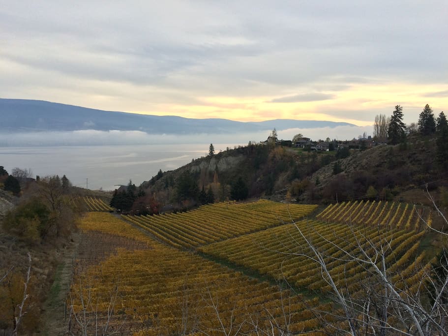 View in fall of vineyards from Solly Rd - walking trail