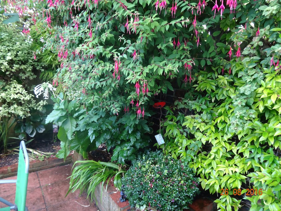 The west facing garden in bloom