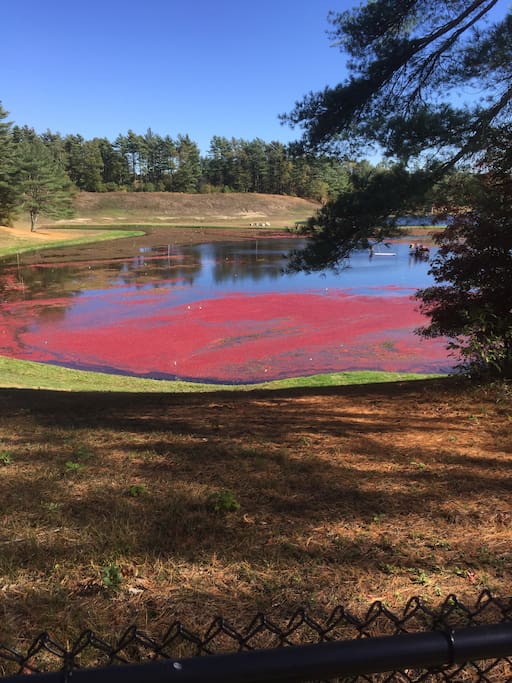 View of the backyard during cranberry harvest season