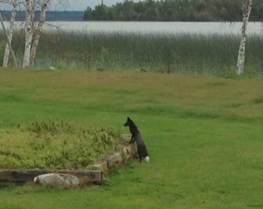 Yard Black Fox