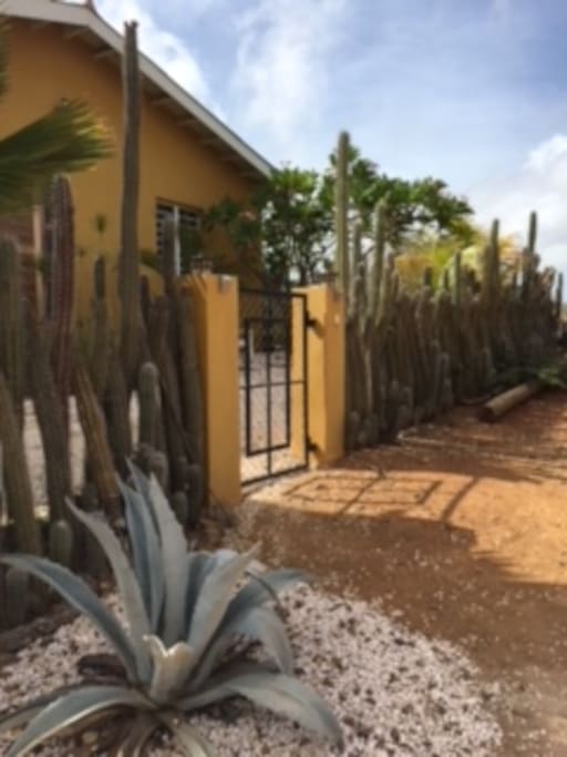 Front side of Harmony House featuring a traditional cactus fence to keep donkeys and free roaming goats outside.