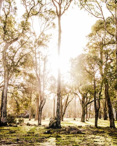 Littlewood Chalet, new Private & Peaceful Haven gallery image 5