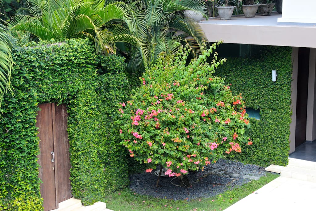 Entrance with bougainvilliers