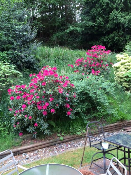 Back Garden