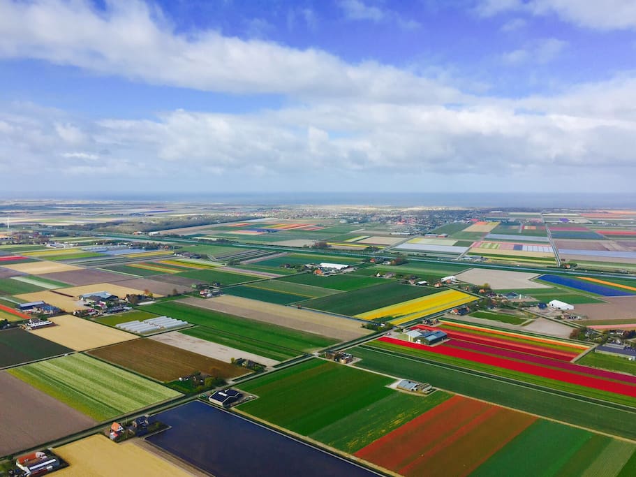 Flowerfields