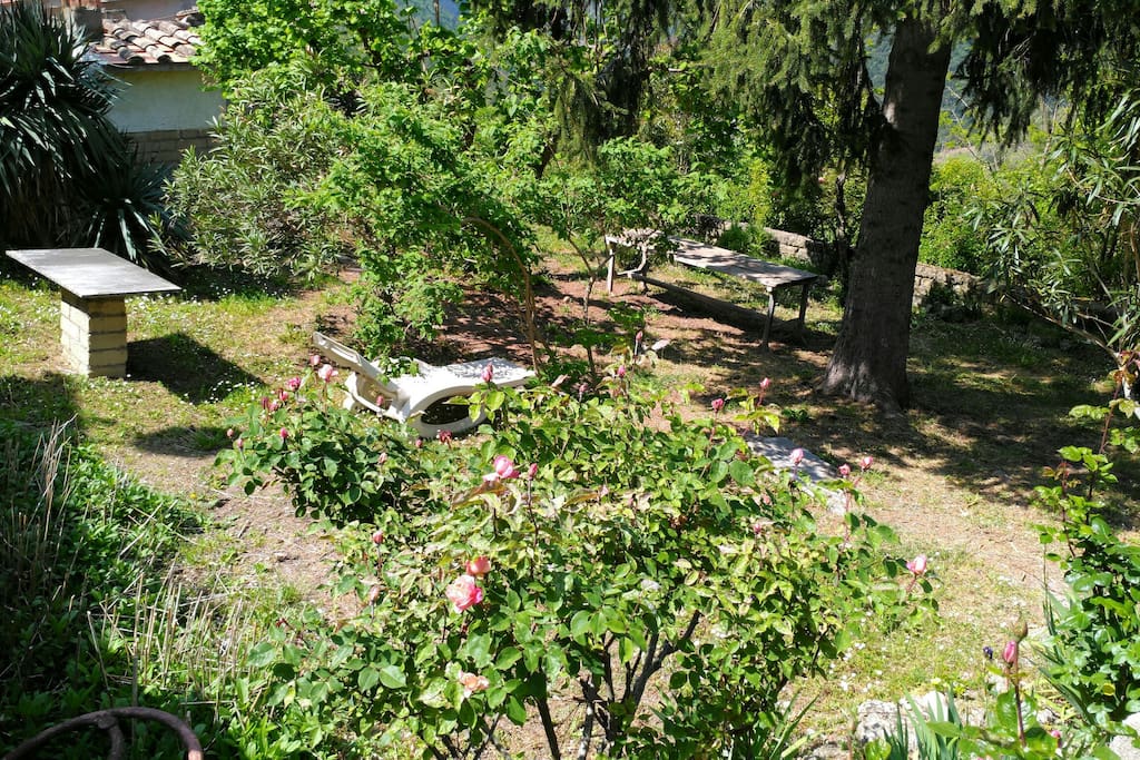 The garden