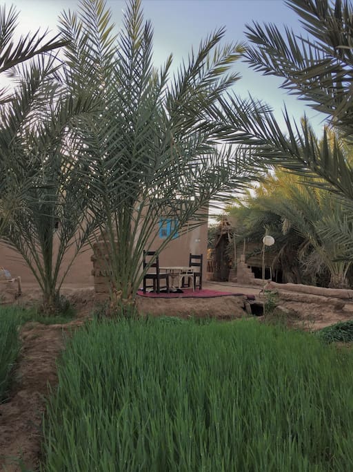 Jardin de l'auberge (blé pour les chevres)