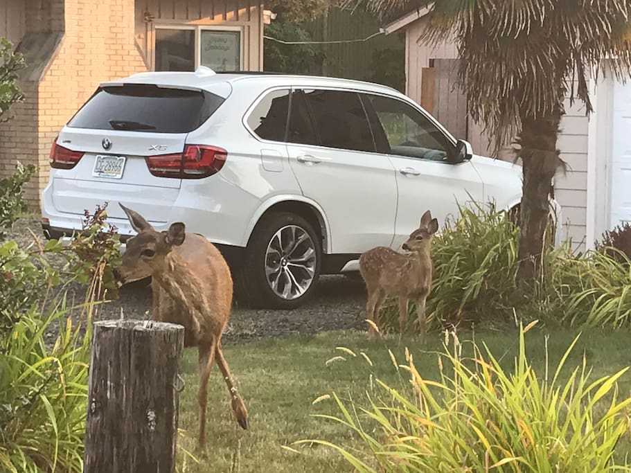 Deer in your front yard.