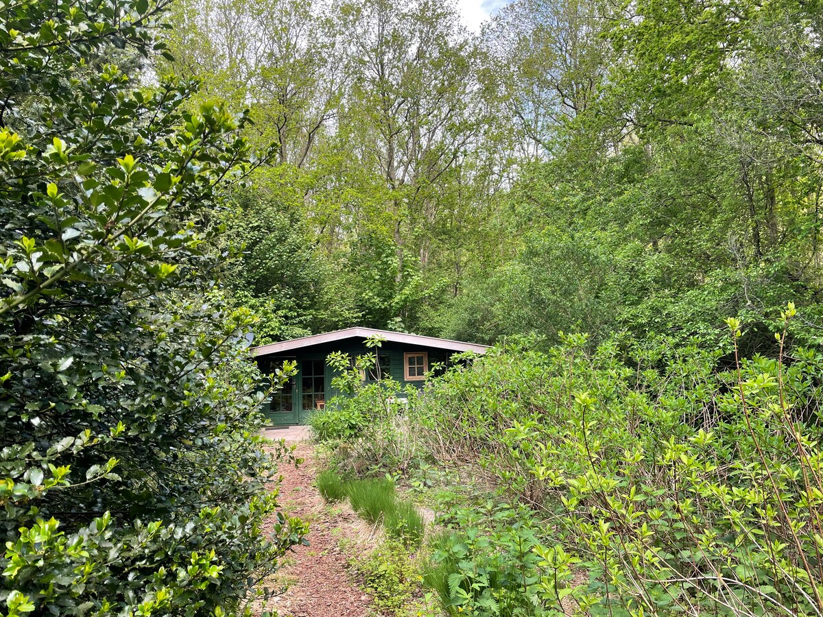 A secluded cabin is nestled among thick greenery, with varied foliage framing the entrance. A clear path leads to the inviting structure, which features windows that reflect the surrounding nature. The cabin is surrounded by trees, enhancing the sense of privacy.