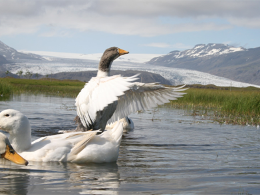 Goose in summer