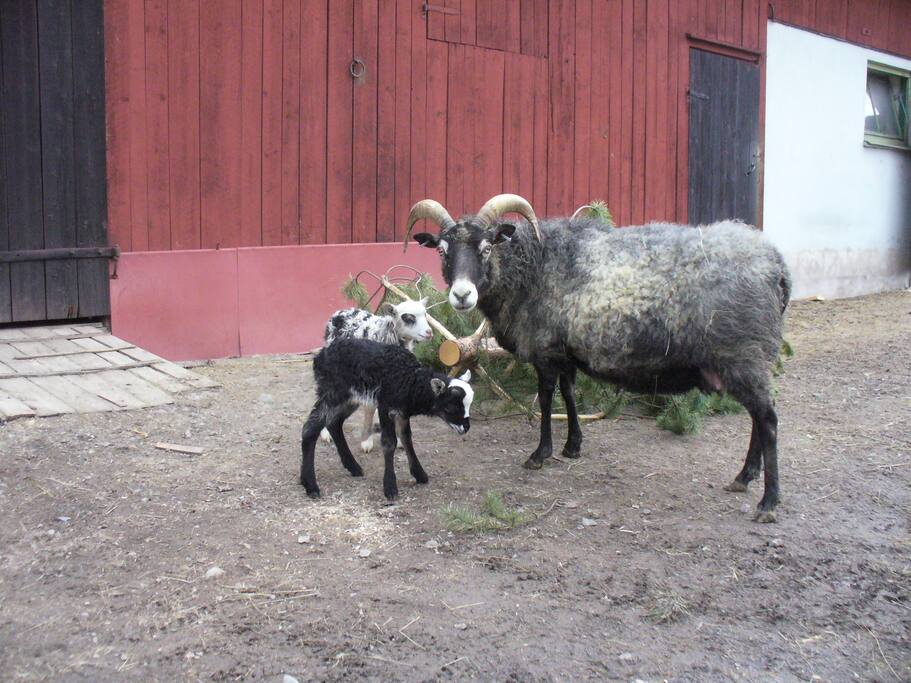 Easter lambs