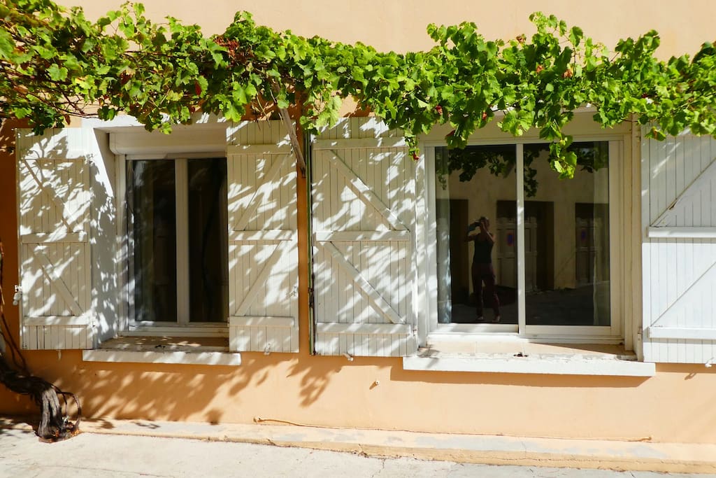 Wine plant to keep your room fresh during the summer time!