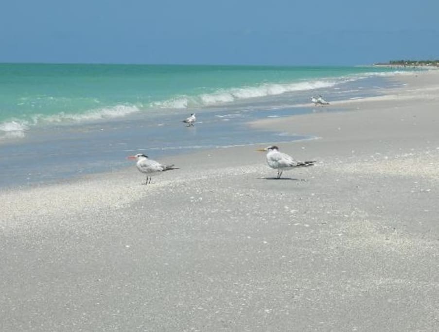 Bowman's Beach.