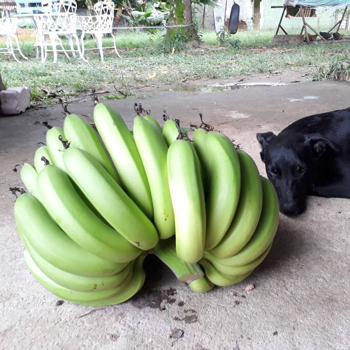 Brisa e bananas do quintal