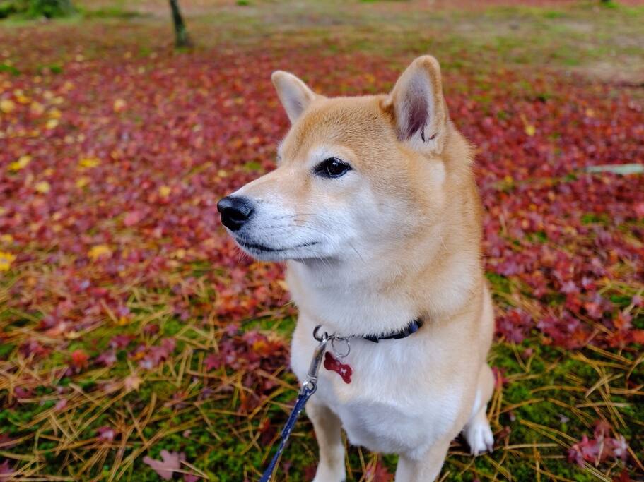 南禅寺有西洋景 还活捉doge萌柴犬一只 京都旅游攻略 尽在airbnb爱彼迎 南禅寺有西洋景 还活捉doge萌柴犬一只 京都旅游攻略 尽在airbnb爱彼迎