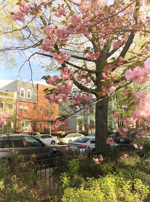 Spring neighborhood view, lots of sun and colonial charm