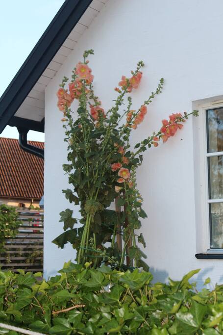 Stockros på östsidan