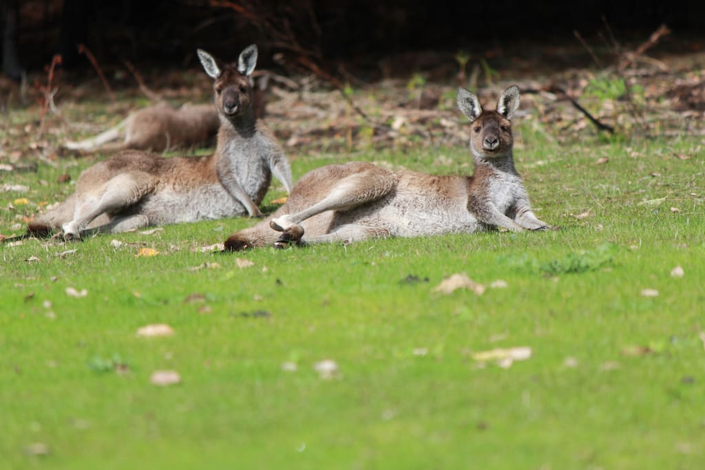 Kangaroos come in a graze and laze daily