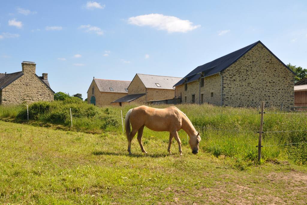 Les chevaux à proximité