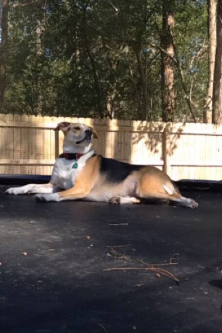 This is Sadie on the trampoline in the backyard.