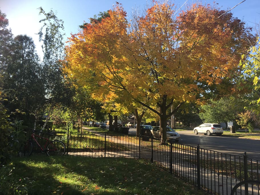 Front yard in Fall