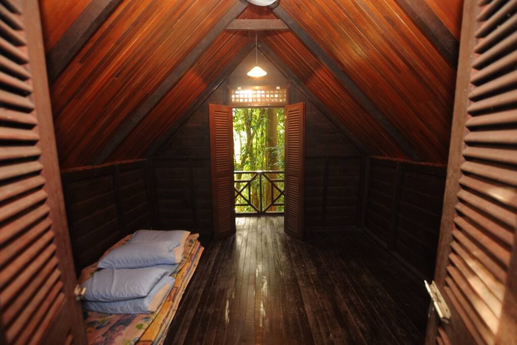 Join us in the rainforest of Belum! The oldest rainforest in the world!