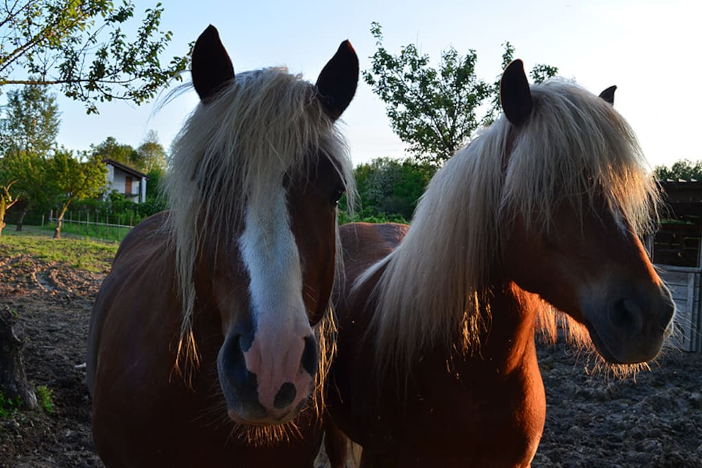 Igor e Achille inostri due bellissimi Avelignesi, alcuni degli animali dell'agriturismo