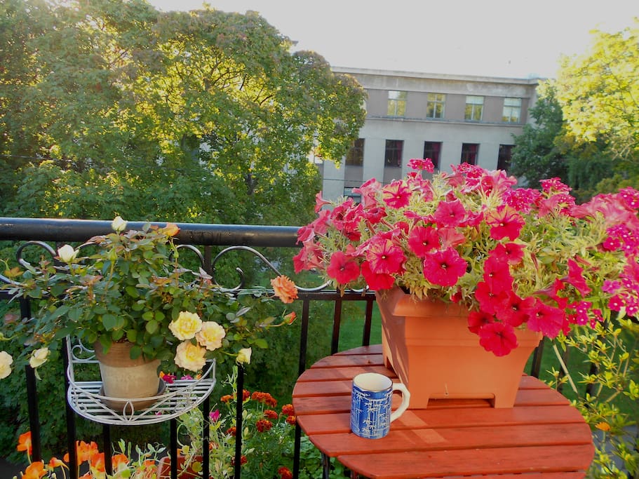 Summer morning coffee