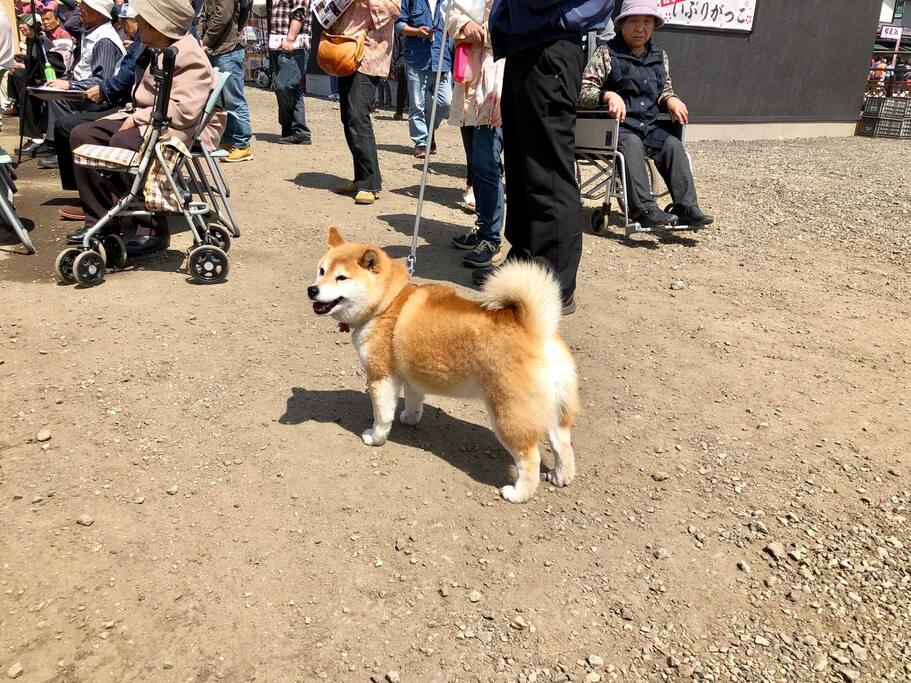 在绯红樱花中穿梭历史 走进武家屋敷 日本旅游攻略 尽在airbnb爱彼迎