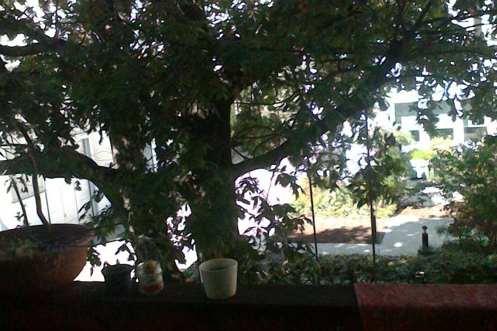 Aussicht vom Balkon