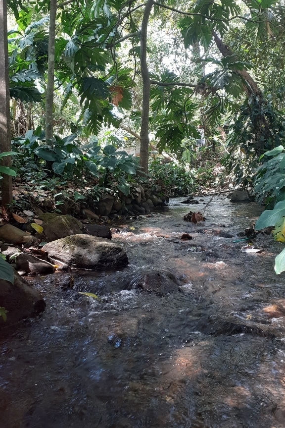 A serene stream flows through a lush landscape, bordered by vibrant foliage and smooth stones. Sunlight filters through the canopy, creating dappled shadows on the water. The sound of gently flowing water complements the tranquil environment, inviting exploration and relaxation.