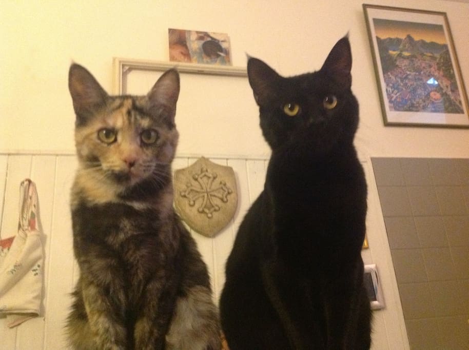 Gastone e Eugenie!
Miao