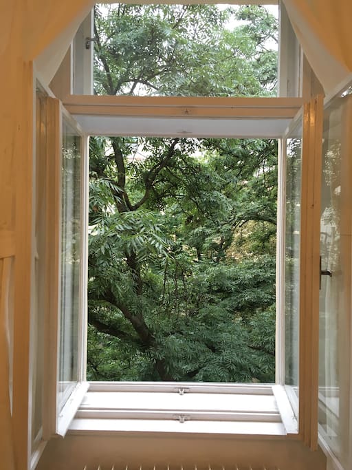 View from the Window
