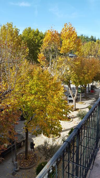 I bellissimi alberi della piazza