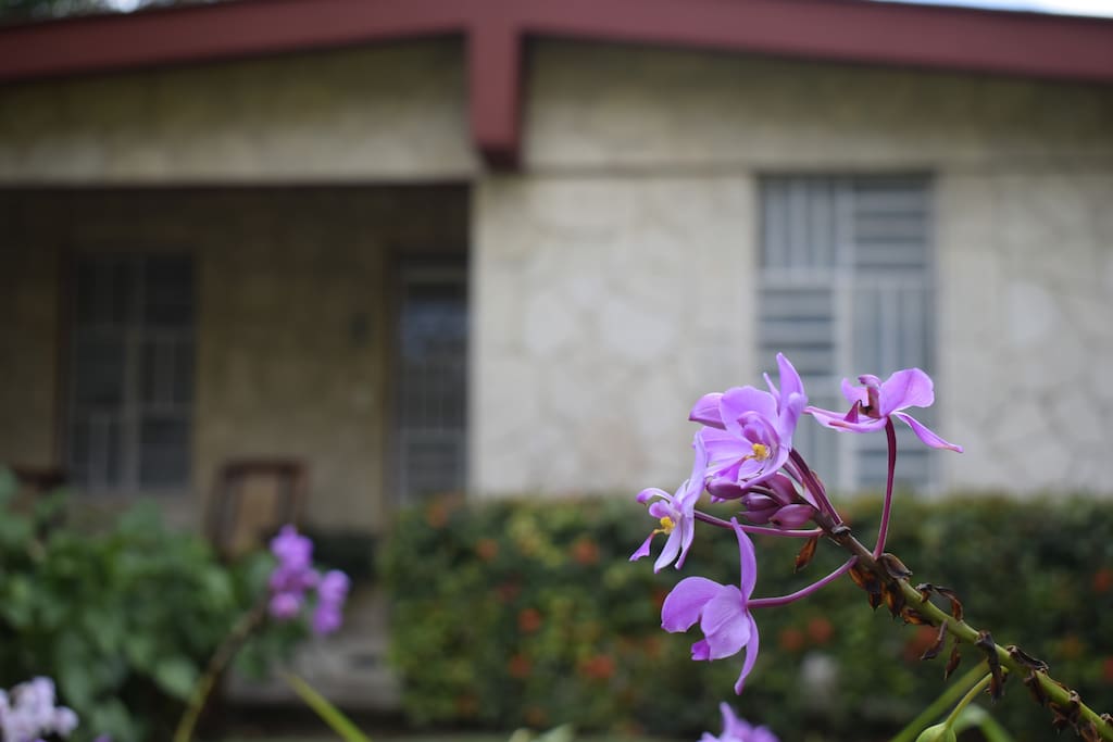 Orquídeas de la tierra