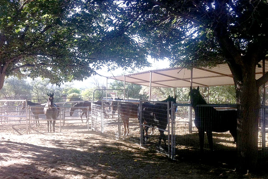 On site - 9 wonderful Morgan horses for a complete horse ranch experience. Riding lessons and/or trail rides can be arranged.