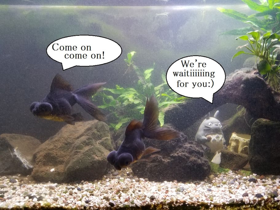 Sometimes I will exchange these fishes to others.