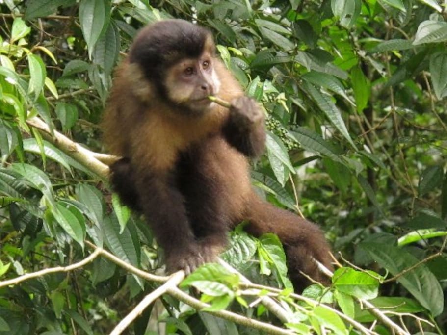 monitos de la zona
